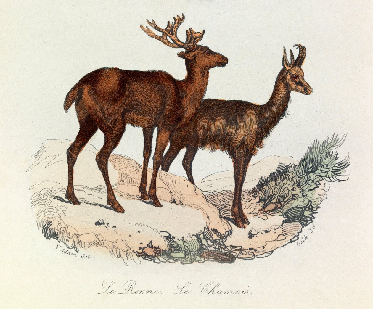 Illustration från boken "Buffons samlade verk": De fyrfotade djuren: Le reinne et la chamois (gravyr) av Unknown artist