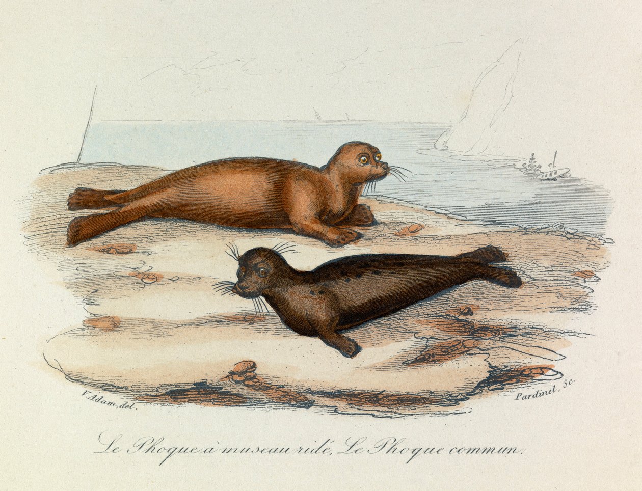 Illustration från boken "Buffons samlade verk": De fyrfotade djuren: Le seal a snout ride et le seal (gravyr) av Unknown artist