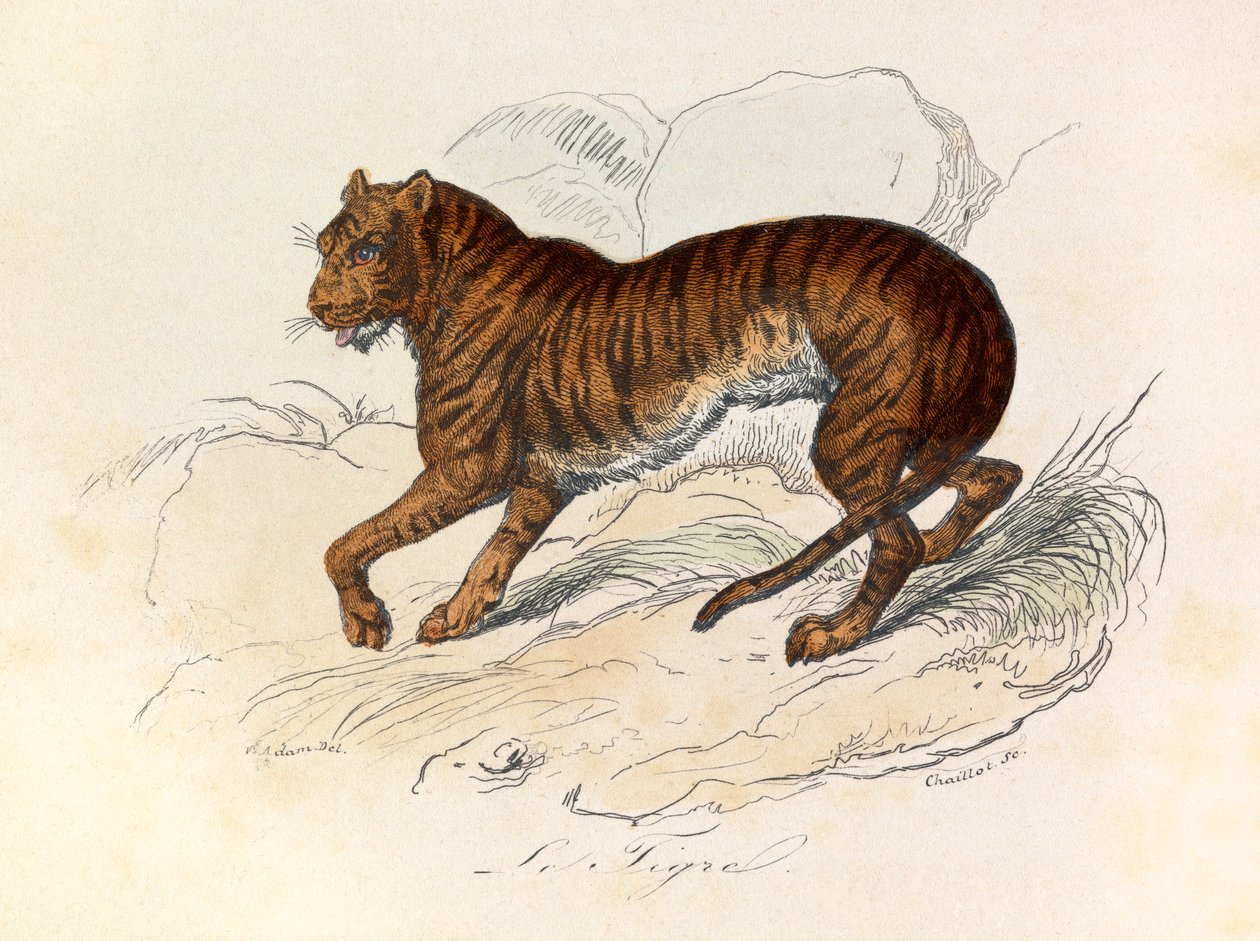 Illustration från boken "Buffons samlade verk": De fyrfotade djuren: Le tigre (gravyr) av Unknown artist