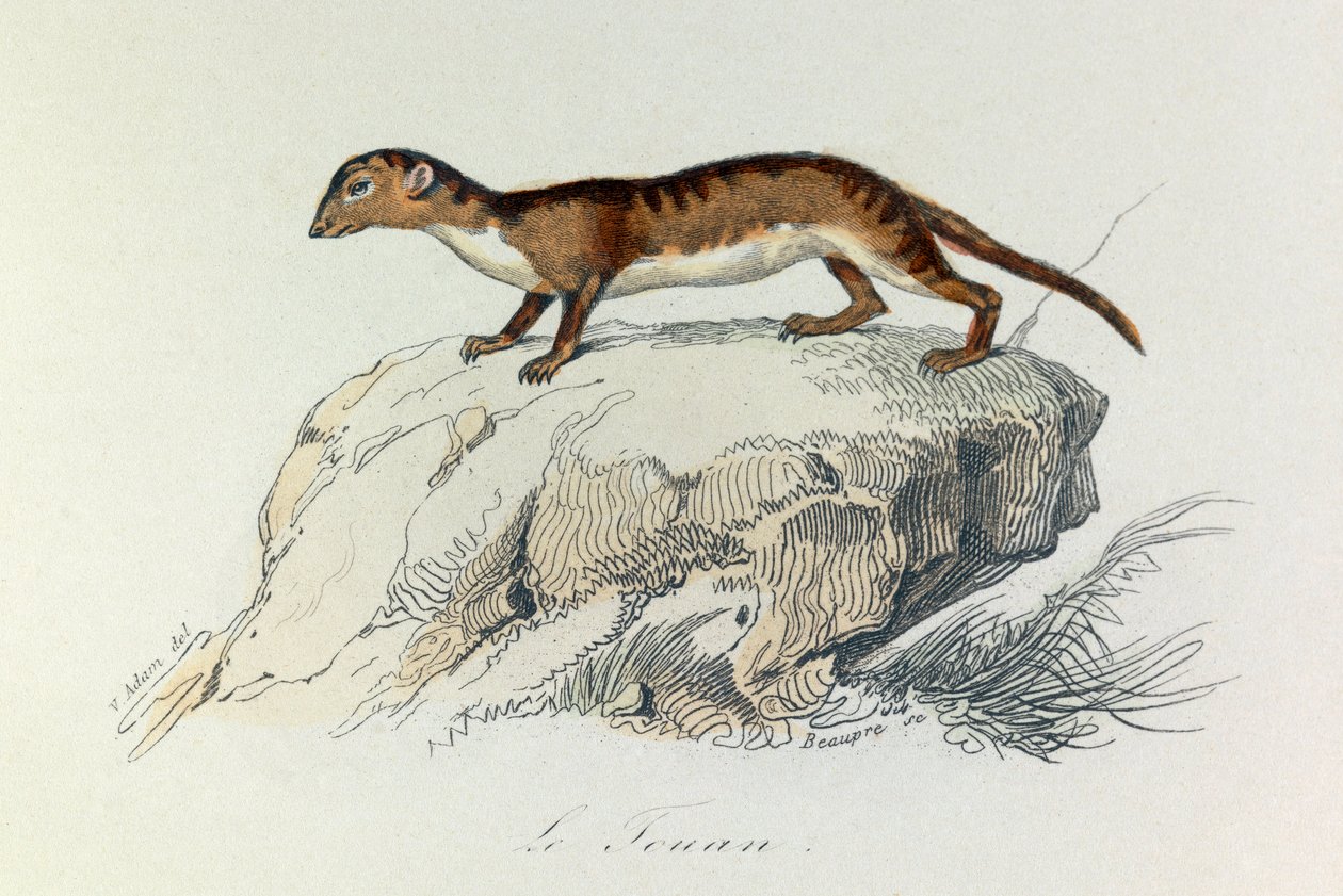 Illustration från boken "Buffons samlade verk": De fyrfotade djuren: Le touan (gravyr) av Unknown artist