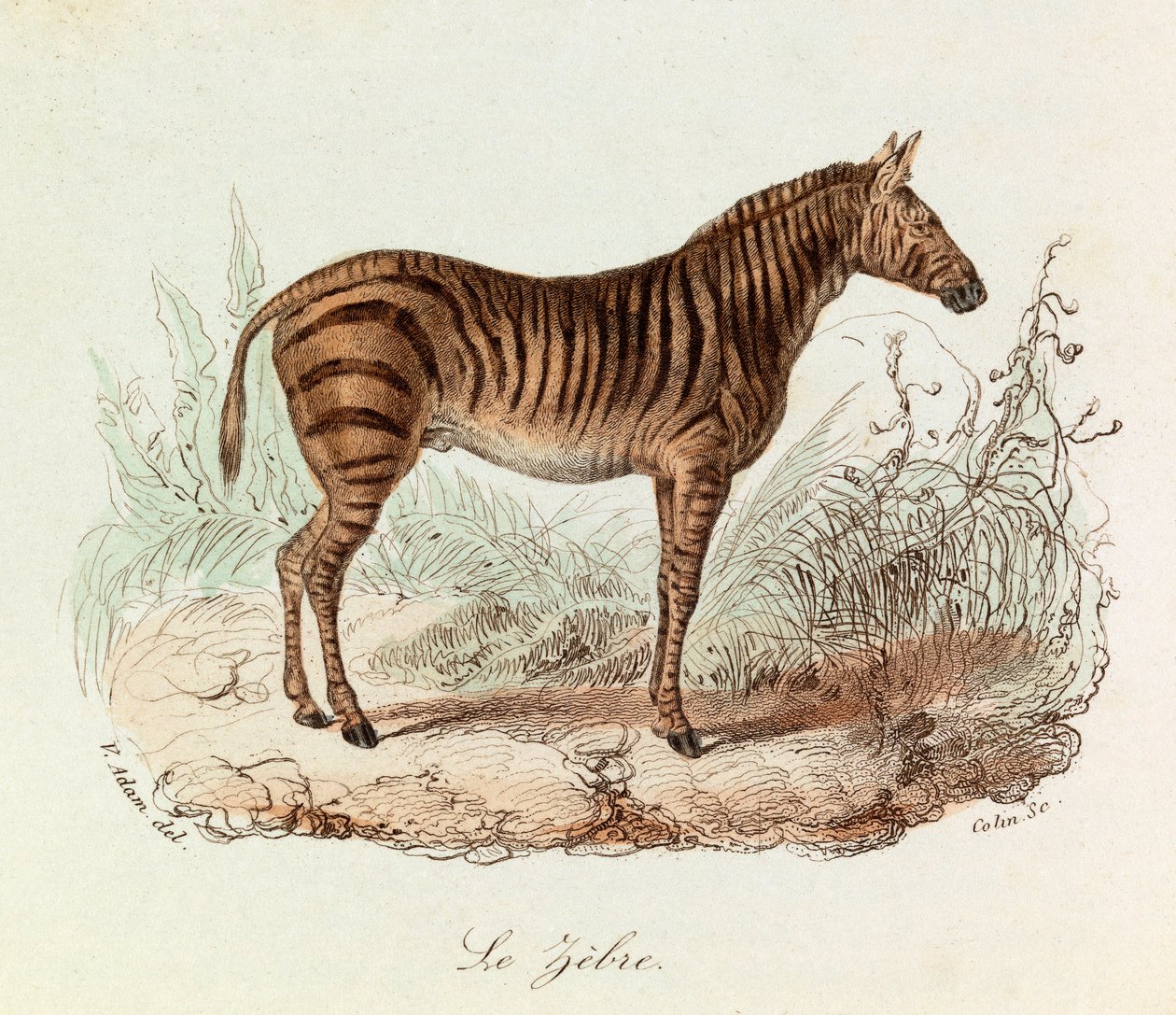 Illustration från boken "Buffons samlade verk": De fyrfotade djuren: Le zebre (gravyr) av Unknown artist