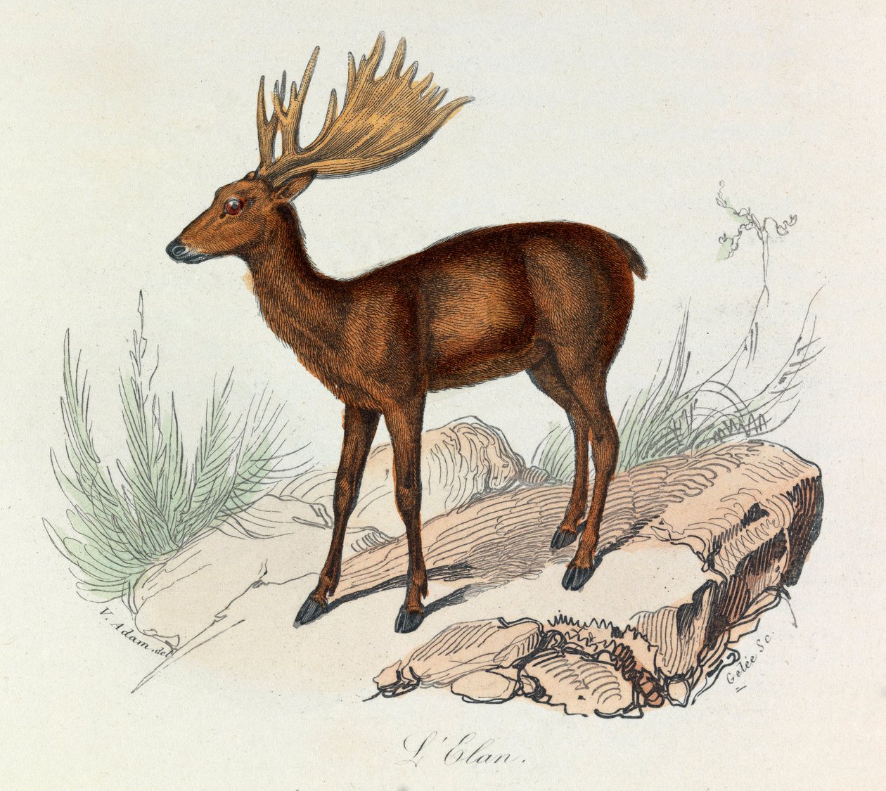 Illustration från boken "Buffons samlade verk": De fyrfotade: L