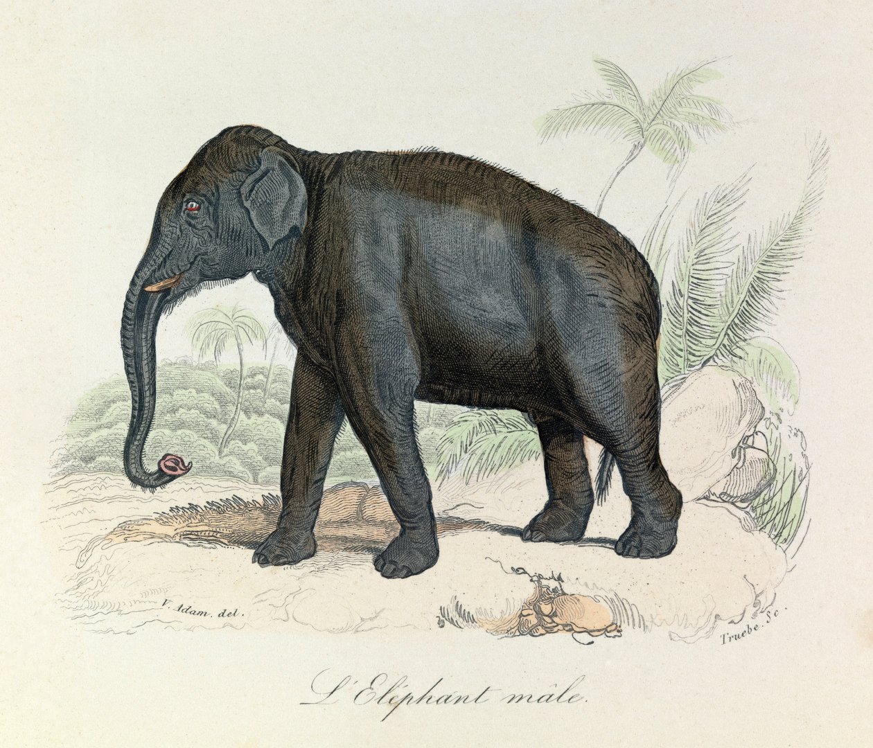 Illustration från boken "Buffons samlade verk": De fyrfotade djuren: L