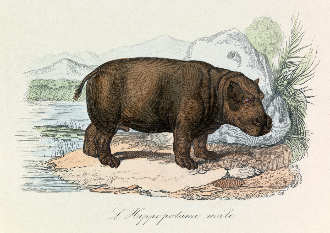 Illustration från boken "Buffons samlade verk": De fyrfotade djuren: L