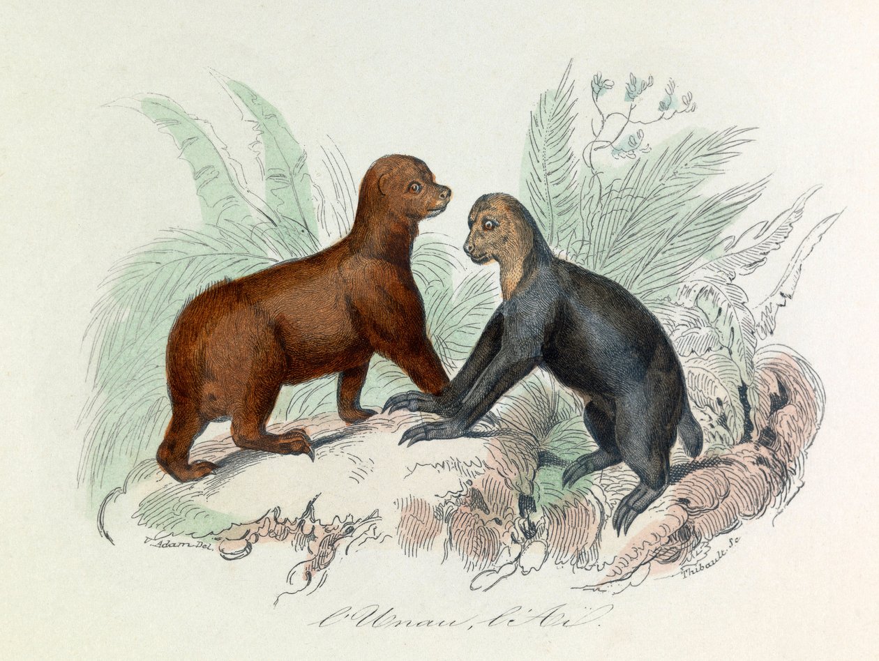 Illustration från boken "Buffons samlade verk": De fyrfotade djuren: L