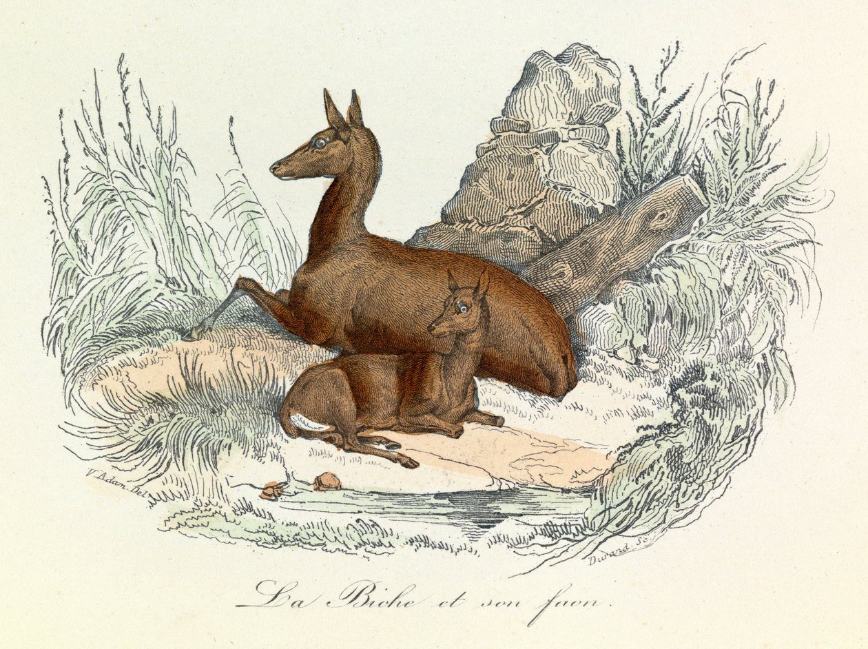 Illustration från boken "Buffons samlade verk": Les animaux: La doe et son fawn (gravyr) av Unknown artist