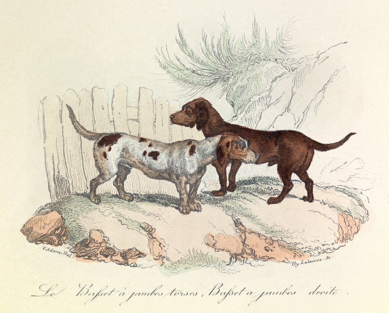 Illustration från boken "Buffons samlade verk": Les animaux: Le basset a torso legs et le basset a straight legs (gravyr) av Unknown artist