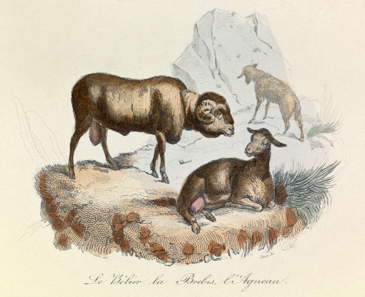 Illustration från boken "Buffons samlade verk": Les animaux: Le belier, la ewe et l