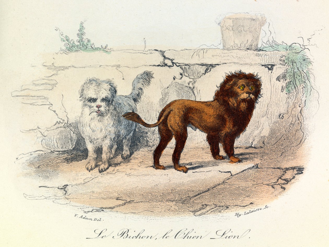 Illustration från boken "Buffons samlade verk": Les animaux: Le bichon et le chien lion (gravyr) av Unknown artist