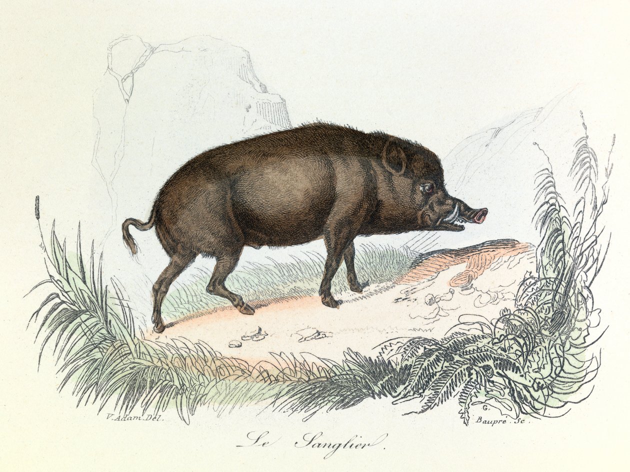 Illustration från boken "Buffons samlade verk": Les animaux: Vildsvinet (gravyr) av Unknown artist