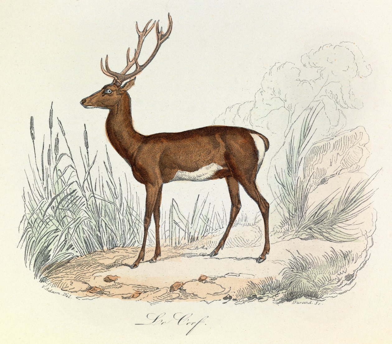Illustration från boken "Buffons samlade verk": Les animaux: Le cerf (gravyr) av Unknown artist