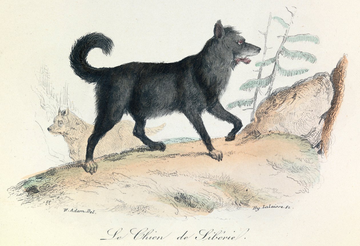 Illustration från boken "Buffons samlade verk": Les animaux: Le chien de Siberie (gravyr) av Unknown artist