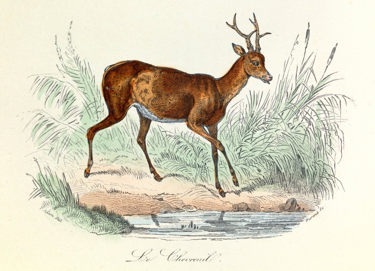 Illustration från boken "Buffons samlade verk": Les animaux: Le deer (gravyr) av Unknown artist