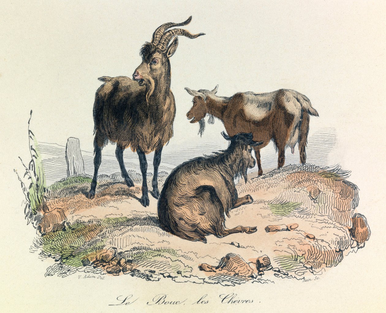 Illustration från boken "Buffons samlade verk": Les animaux: Le goat et les goats (gravyr) av Unknown artist