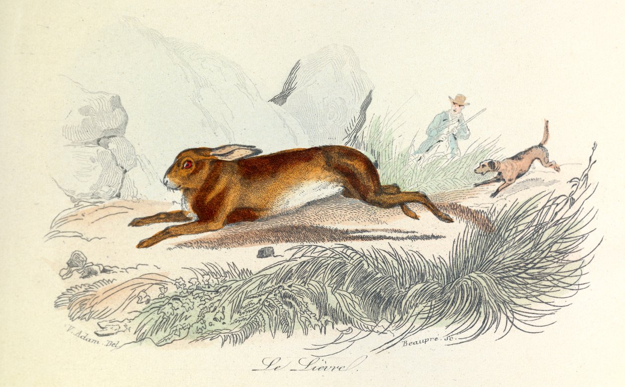 Illustration från boken "Buffons samlade verk": Les animaux: Le hare (gravyr) av Unknown artist