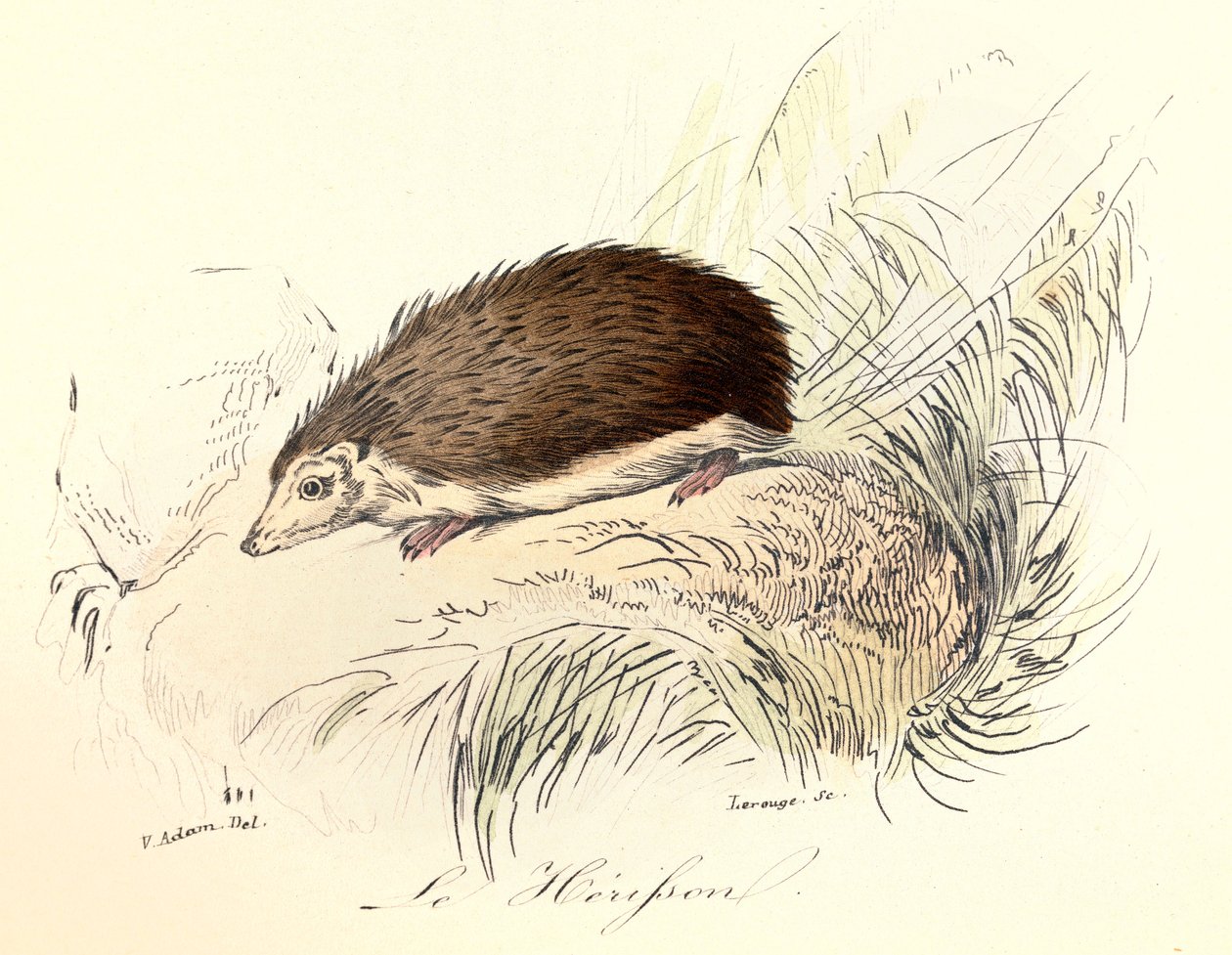 Illustration från boken "Buffons samlade verk": Les animaux: Le herisson (gravyr) av Unknown artist