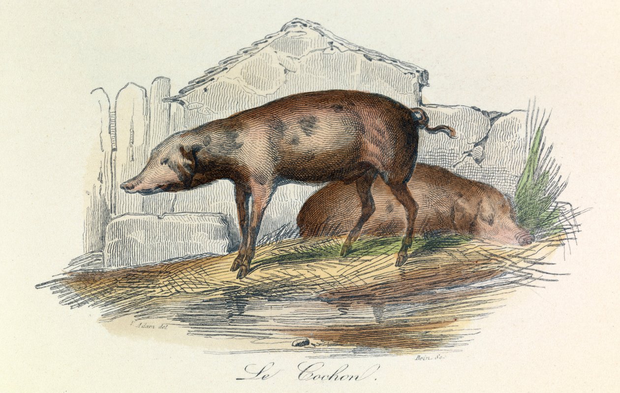 Illustration från boken "Buffons samlade verk": Les animaux: Le pichon (gravyr) av Unknown artist