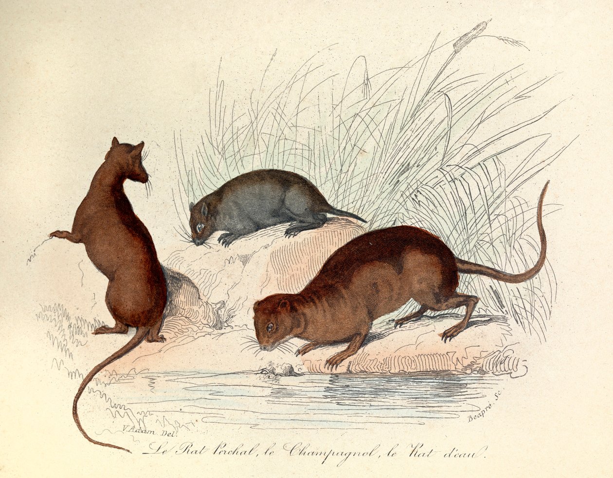 Illustration från boken "Buffons samlade verk": Les animaux: Le rat perchat, le vole et le rat d