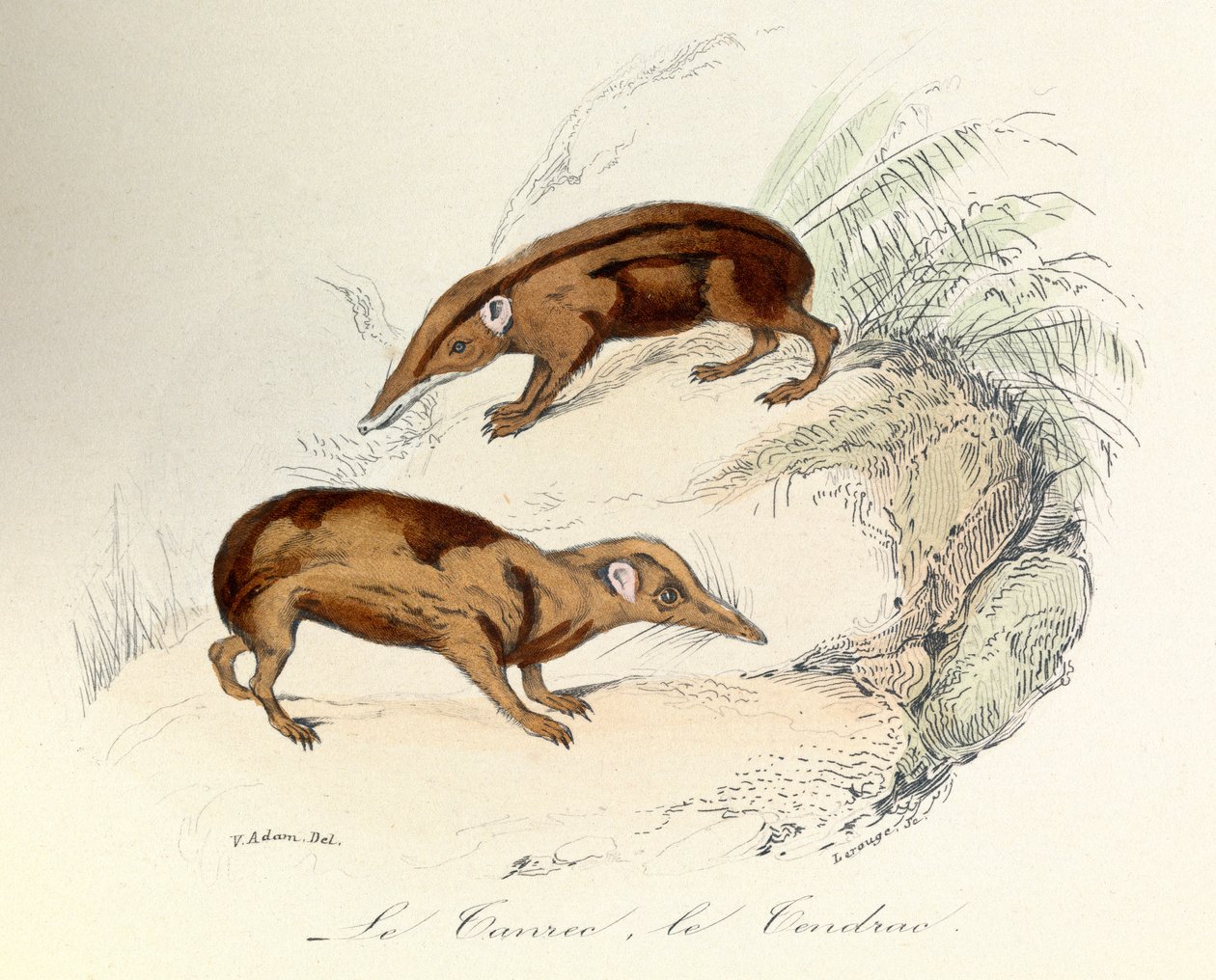 Illustration från boken "Buffons samlade verk": Les animaux: Le tanrec et le tendrac (gravyr) av Unknown artist