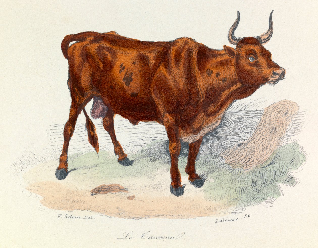 Illustration från boken "Buffons samlade verk": Les animaux: Le taureau (gravyr) av Unknown artist