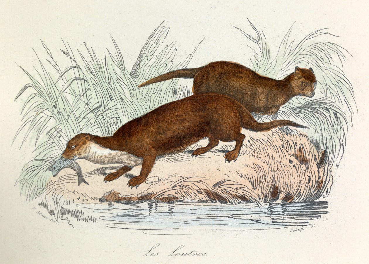 Illustration från boken "Buffons samlade verk": Les animaux: Les ottres (gravyr) av Unknown artist