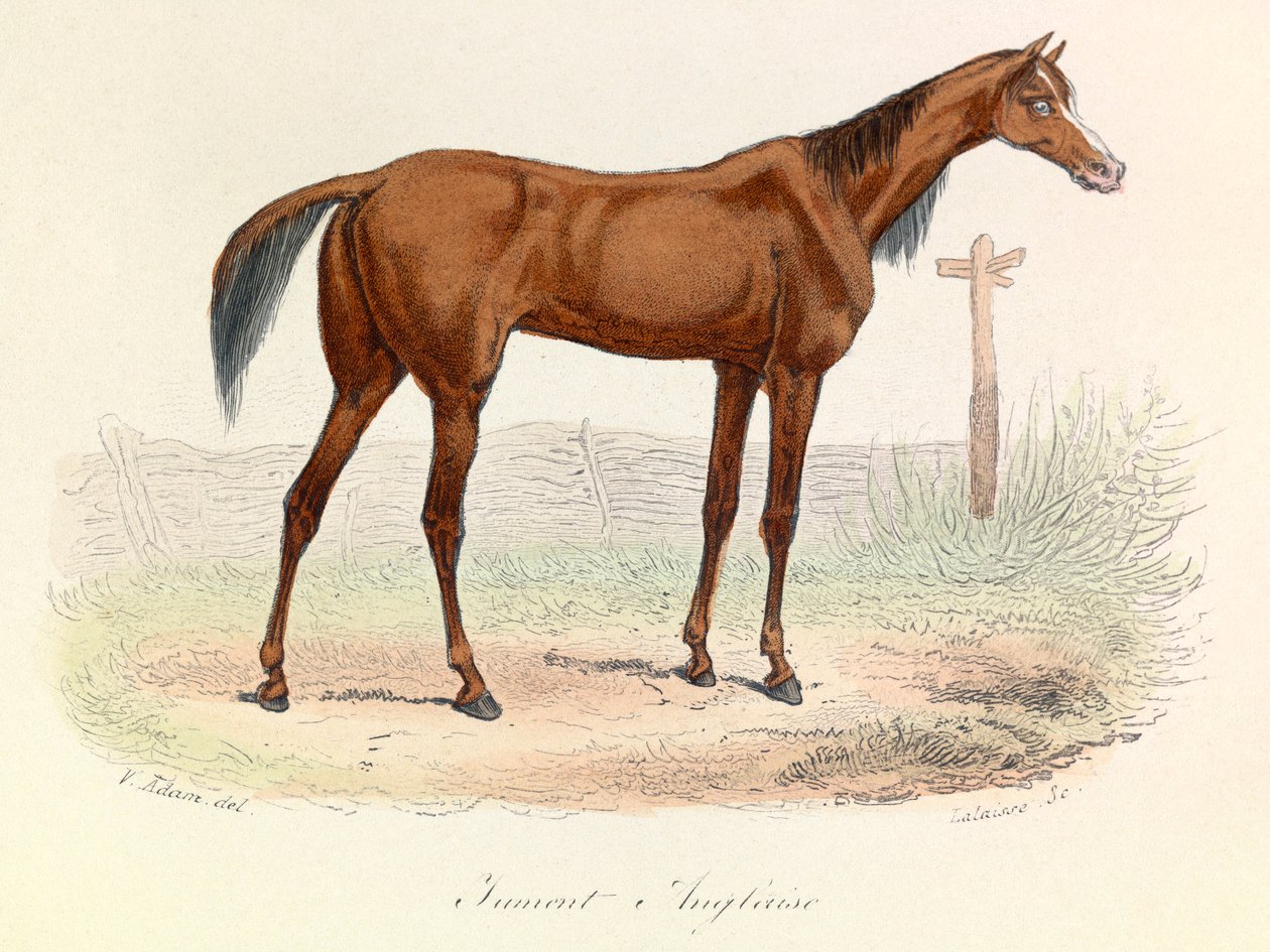 Illustration från boken "Buffons samlade verk": Les animaux: Mare Anglaise (gravyr) av Unknown artist