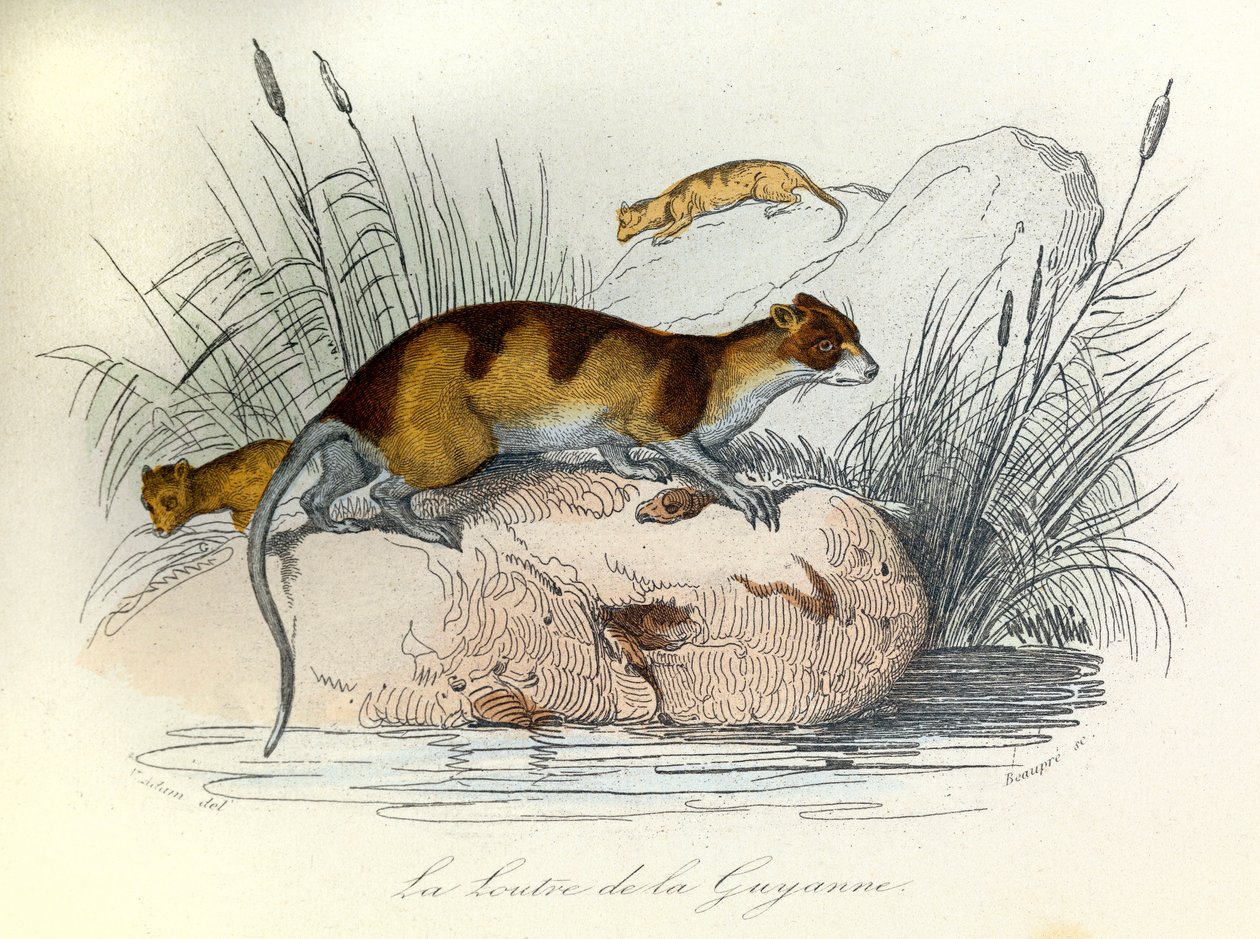 Illustration från boken "Buffons samlade verk": Les animaux domestiques: La otter de Guiana (gravyr) av Unknown artist