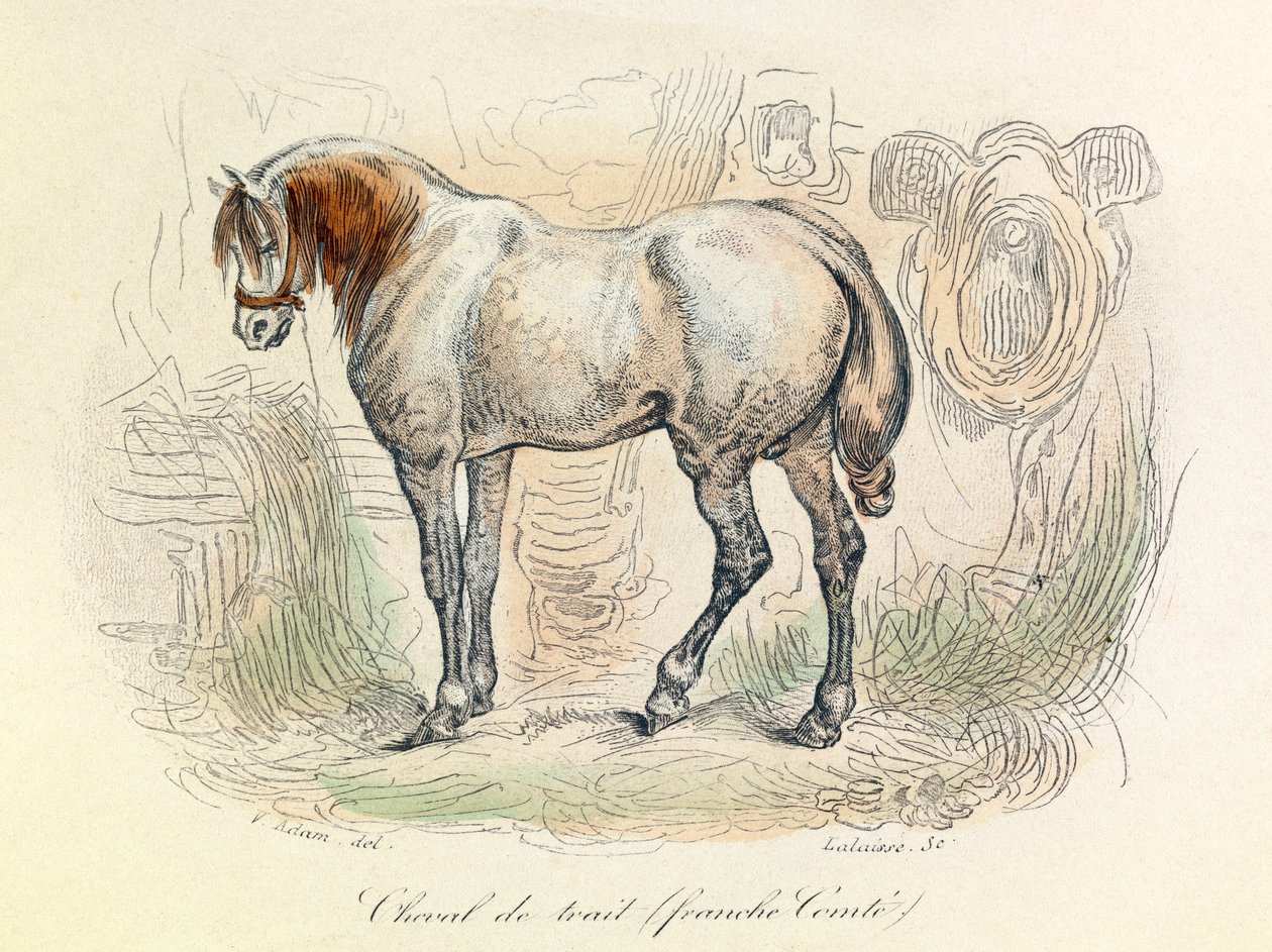 Illustration av Franc Comtois-häst, klassificerad av Linneene och Cuvier (gravyr) av Unknown artist