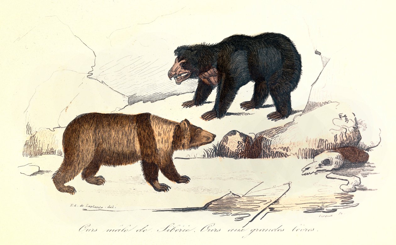 Illustration av sibirisk björnhanne och björn med stora läppar, klassificerade av Linneene och Cuvier (gravyr) av Unknown artist