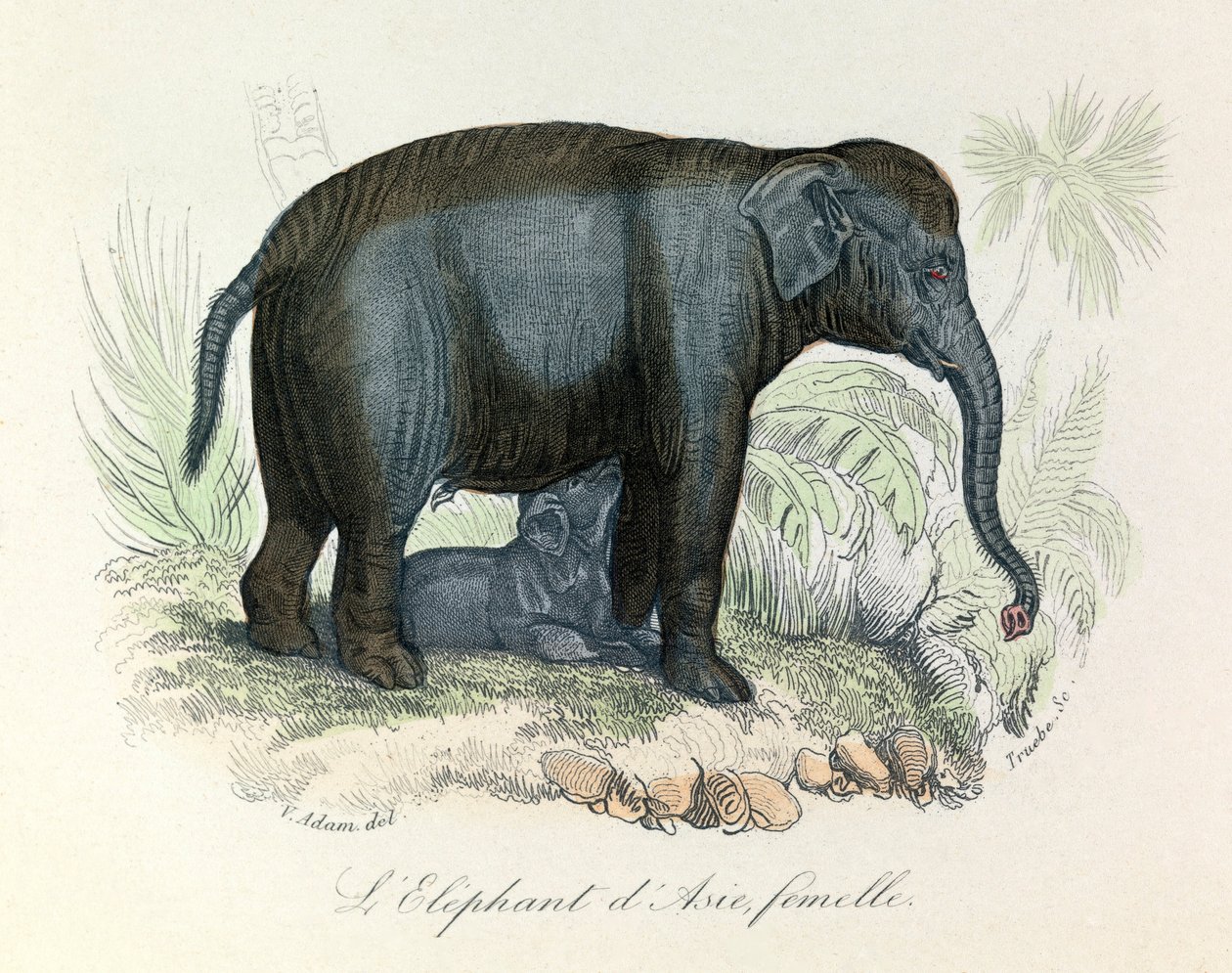 Illustration av en asiatisk elefanthona från Buffons bok, klassificerad av Linné och Cuvier (gravyr) av Unknown artist