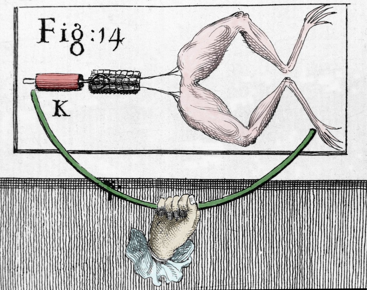 Illustration av experiment av Luigi Galvani, italiensk fysiker och läkare (1737 - 1798) som förklarar passagen av elektrisk ström som rör benen på en groda. av Unknown artist