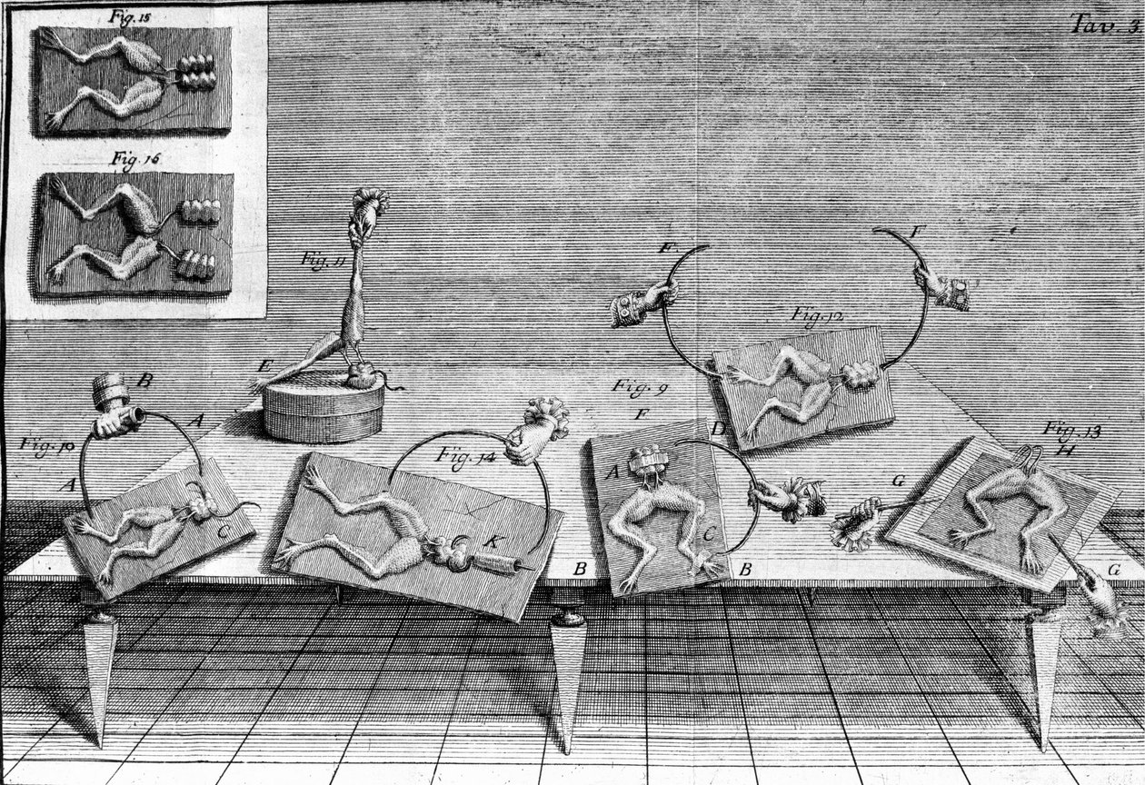 Illustration av experiment av Luigi Galvani, italiensk fysiker och läkare (1737 - 1798) som förklarar passagen av elektrisk ström som rör benen på en groda. av Unknown artist