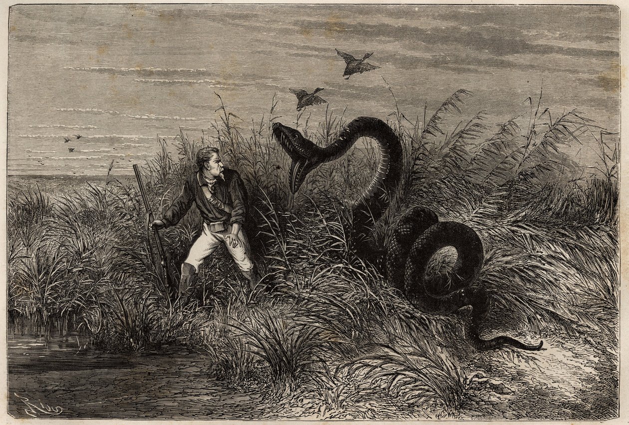 Incident under en ankakt i marecage av Pointe aux Moustiques eller Pointe Macouria (Franska Guyana), attack av en boa på jägaren på utkik. Gravyr för att illustrera resan i Franska Guyana 1862-1863, av Frederic Bouyer, kapten på fregatt av Unknown artist
