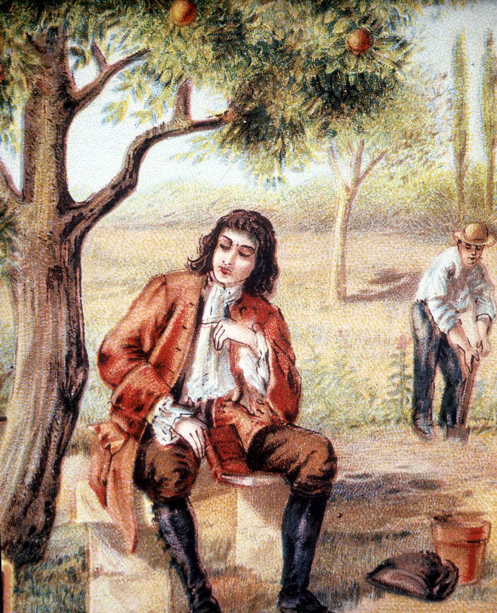 Isaac Newton (1642-1727), engelsk matematiker, fysiker och astronom, finner gravitationsteorin genom att observera ett äppelträds fall, en illustration av 1800-talet. av Unknown artist