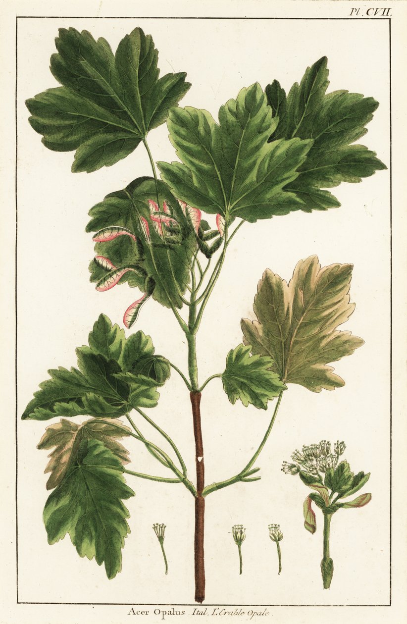 Italiensk lönn, Acer opalus, italiensk av Unknown artist
