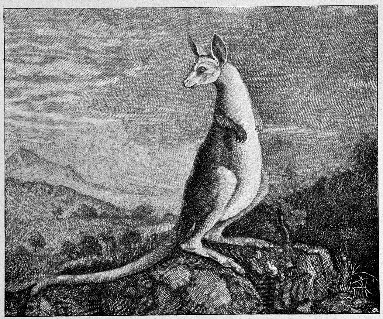 Känguru från teckningen av kapten Cook som upptäckte honom i Australien - från en kopparstick från 1774 av Unknown artist