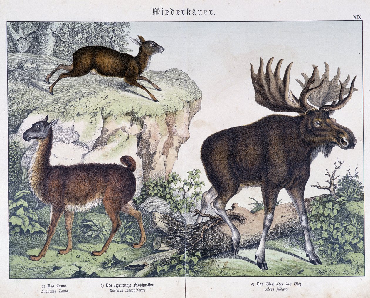 Lama, älg (älg) - i "" Natural histories of mammals"", red. Schreiber av Unknown artist