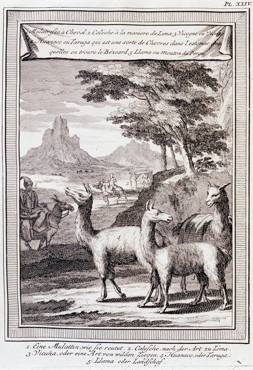 Lamas of Peru - i "" Historical Journey of South America utförd på order av kungen av Spanien av Don George Juan och Don Antoine de Ulloa", T.1, vid C.A. Jombert, Librairie du Roi, Paris av Unknown artist