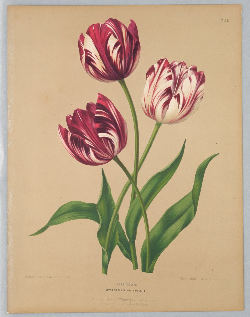 Sena tulpaner / Bybloemen eller violer av Unknown artist