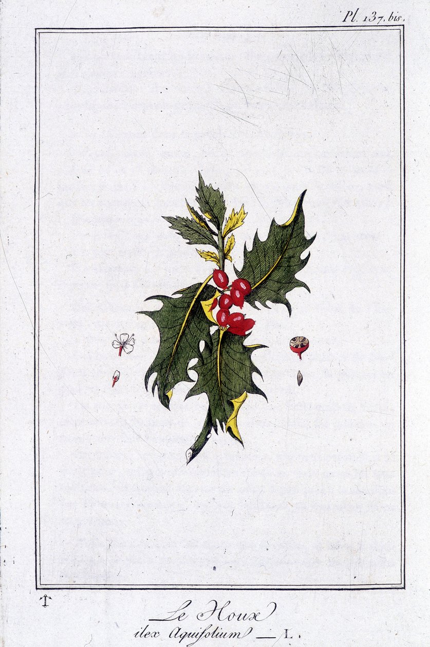 The Holly (Ilex Aquifolium) - i "Övningar i botanik för bruk av handlare", skriven av J.C. Philibert, Imprimerie de Crapelet, Paris av Unknown artist