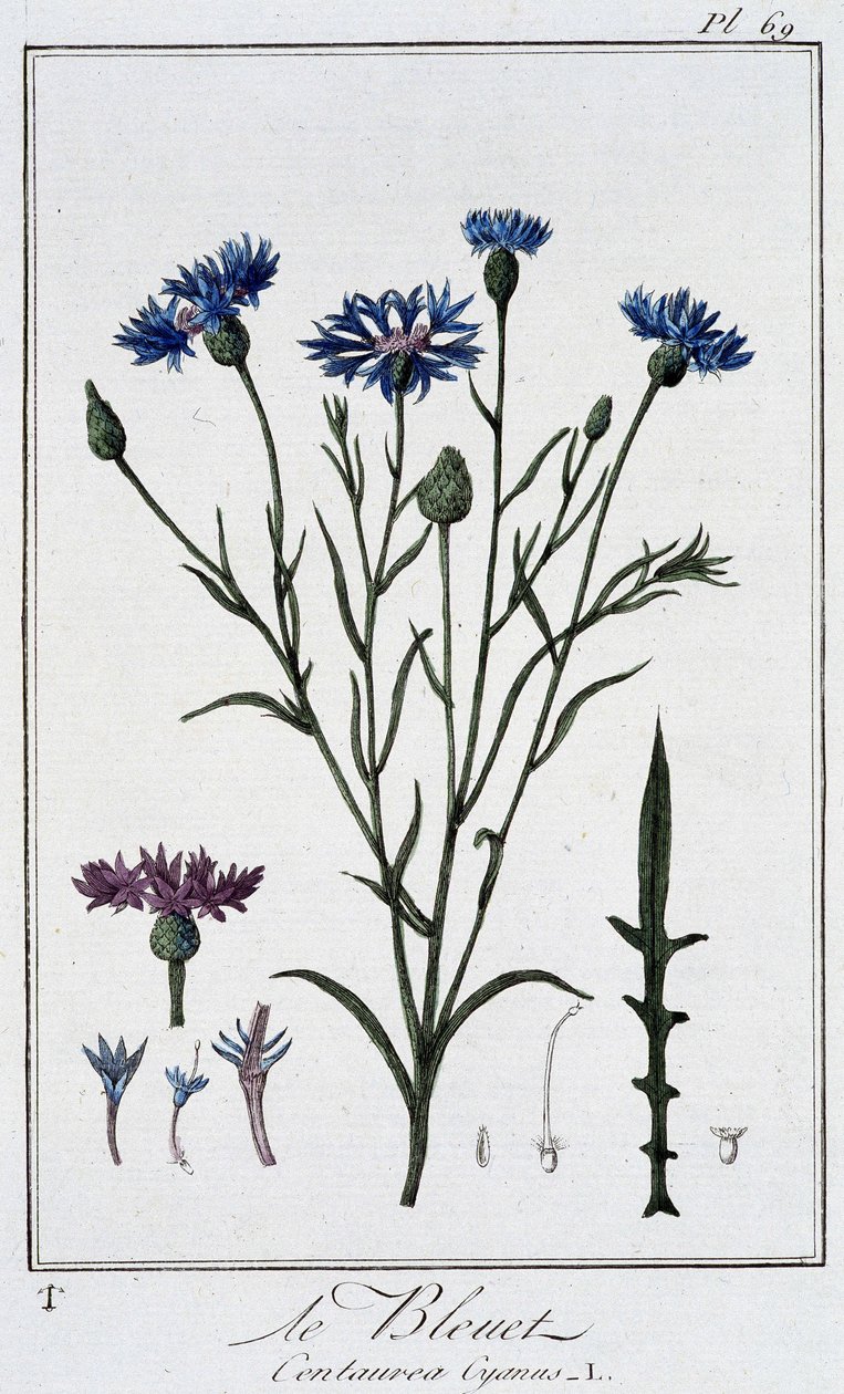 Blåklinten (Centaurea Cyanus) - i "Övningar i botanik för handelsmännens bruk", skriven av J.C. Philibert, Imprimerie de Crapelet, Paris av Unknown artist