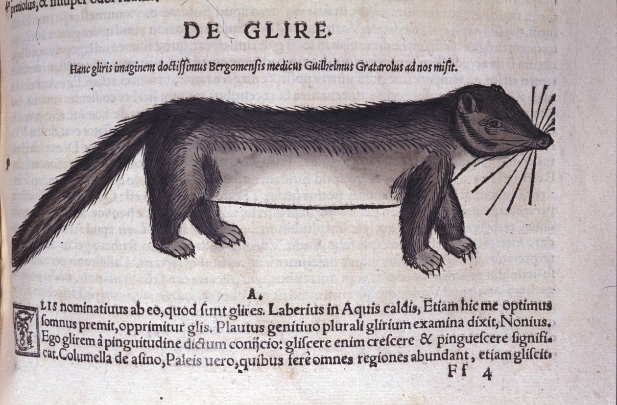 Le loir i Historia Animalium av Conrad Gesner (1516 - 1565), Tiguri av Unknown artist