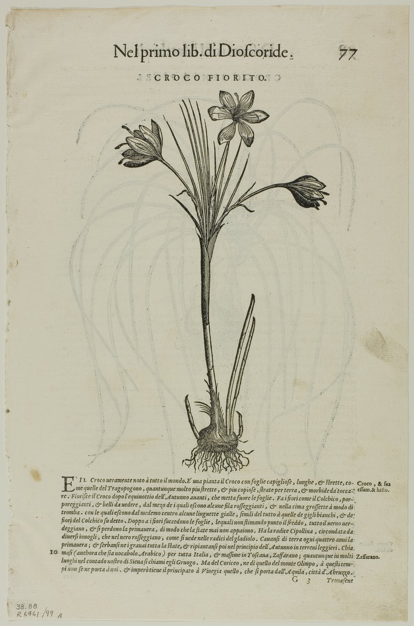 Leaf from Discorsi av Petrus Andreas Matthiolus, plåt 99 från Woodcuts from Books of the XVI Century av Unknown artist