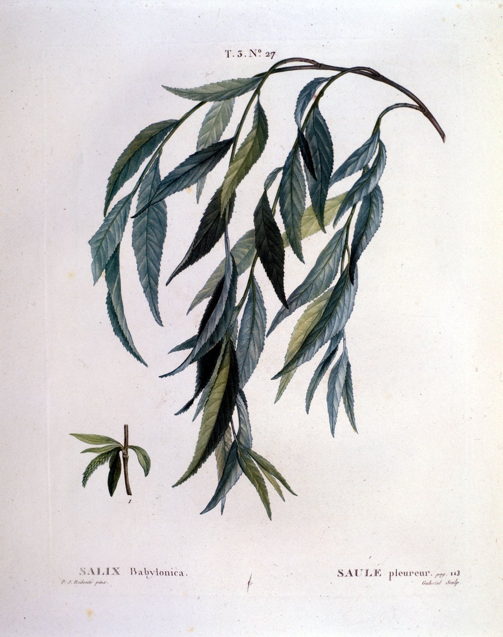 Blad av gråtpil (Salix babylonica). av Unknown artist