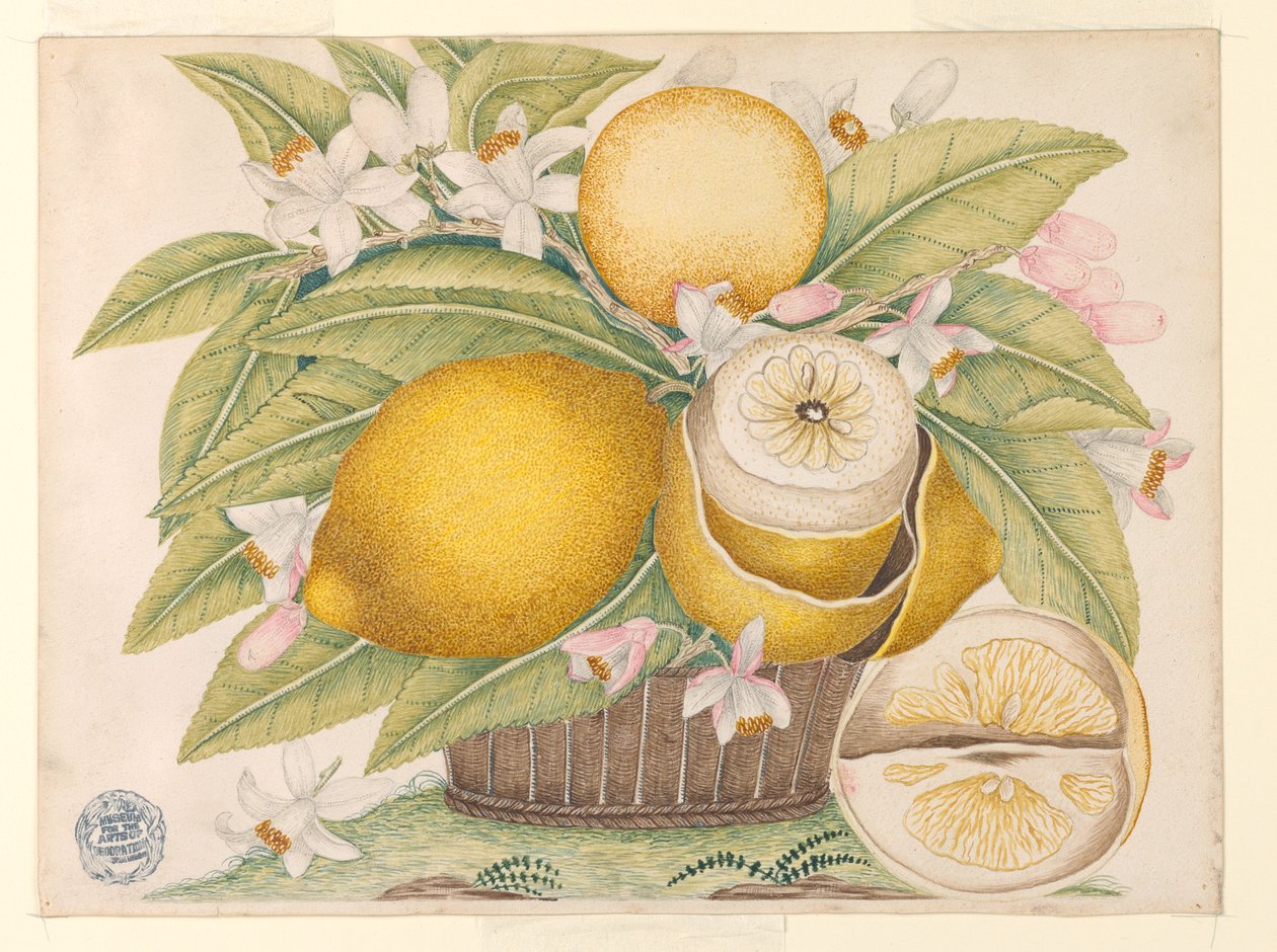 Citroner och citronblommor i en korg av Unknown artist