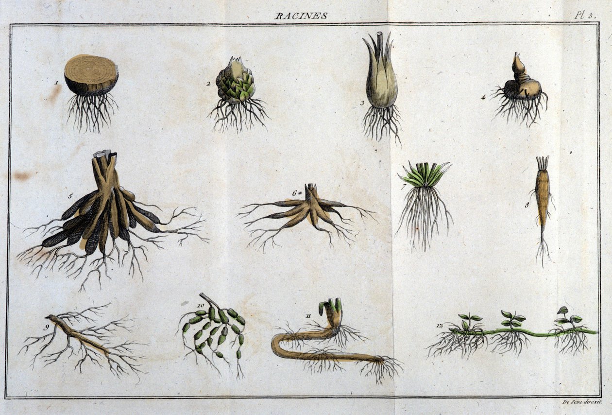 Les Roots: i "" Flora Françoise, eller en kort beskrivning av alla växter som växer naturligt i Frankrike, ordnade enligt en ny analysmetod till vilken vi bifogar citatet om deras minst tvetydiga dygder inom medicin och deras användbarhet i t. av Unknown artist
