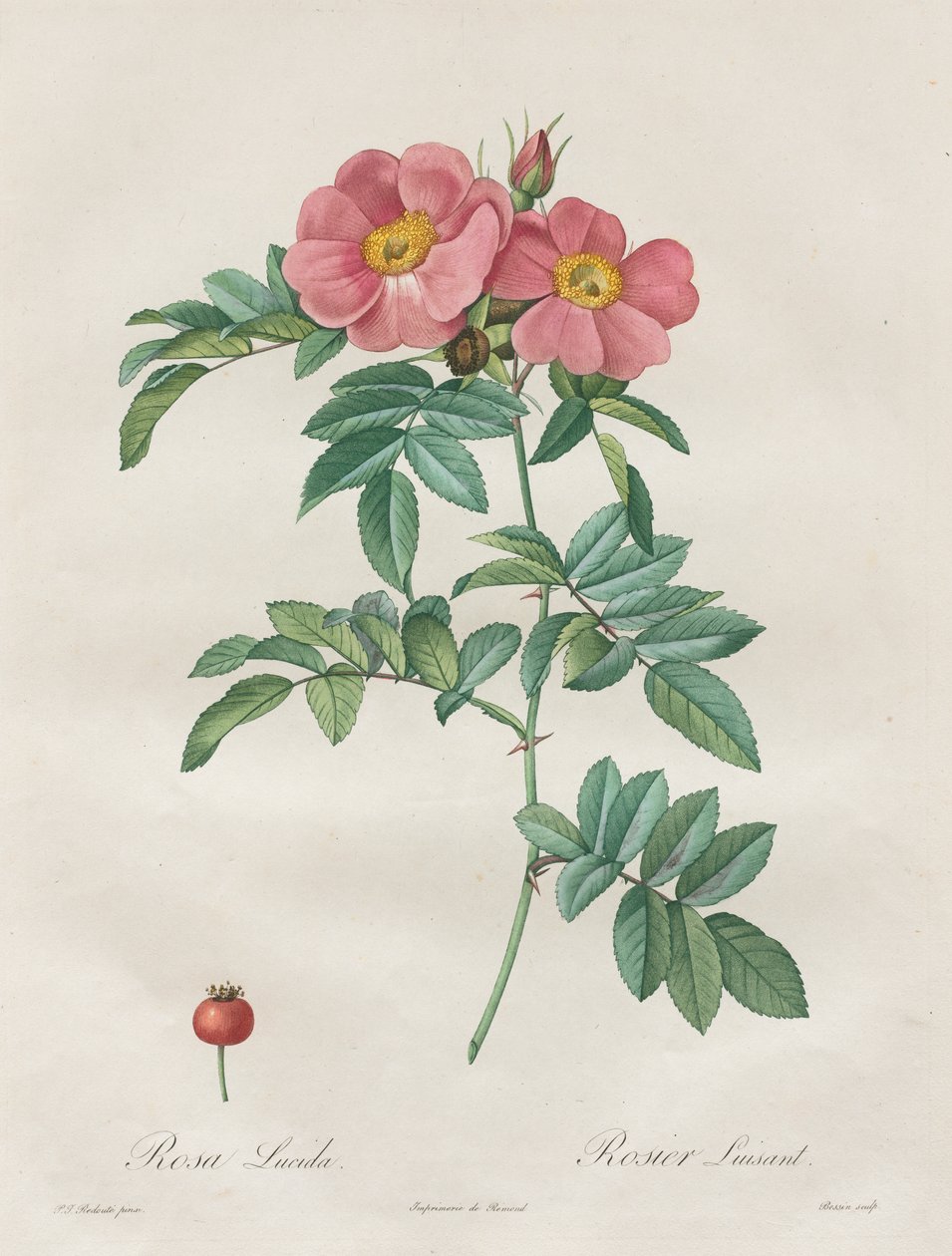 Rosorna: Rosa Lucida av Unknown artist