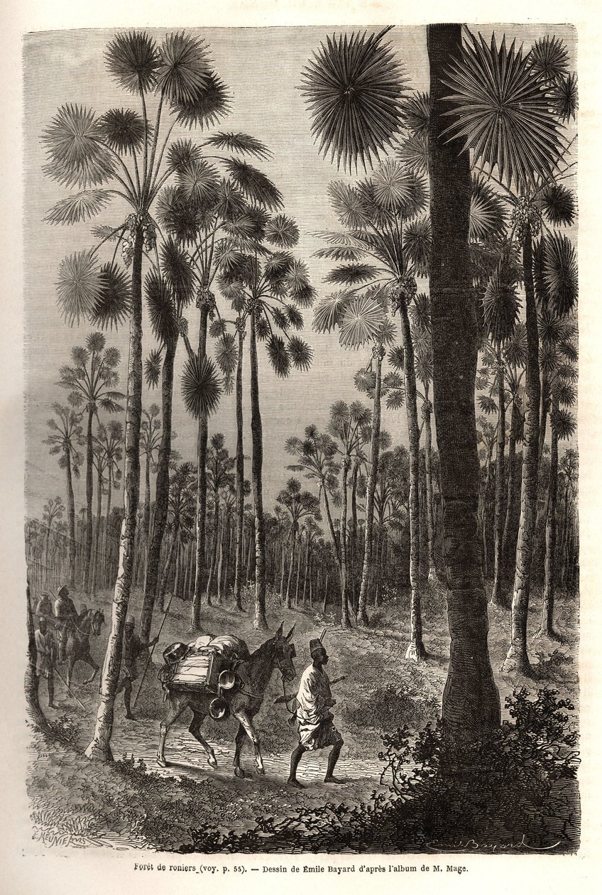 Löjtnant Mages karavan går mot Niger och korsar en skog av jättelika palmer i provinsen Damfa, Mali. Gravyr för att illustrera resan till västra Sudan av löjtnant (marinen) M. Mage, 1863-1866, publicerad i "Le tour du monde, nouve av Unknown artist