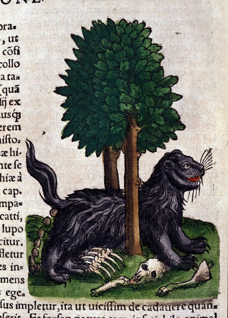 Lejon. i Historia Animalium av Conrad Gesner (1516 - 1565), Tiguri av Unknown artist