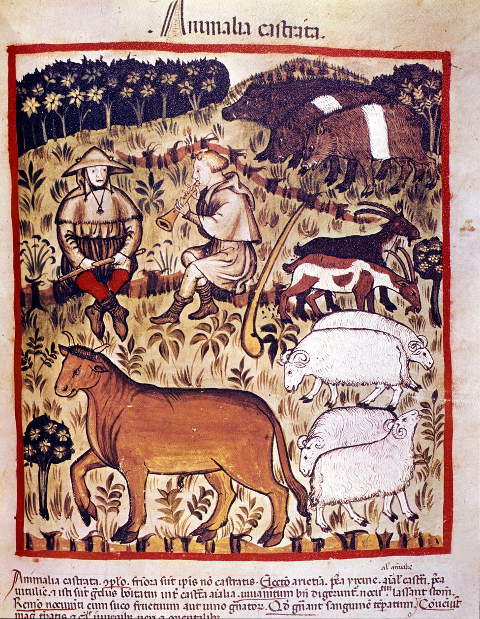 Boskap, får, getter och grisar. Belysning från mjölkning av medicin och diet "" Tacuinum sanitatis"" av Unknown artist
